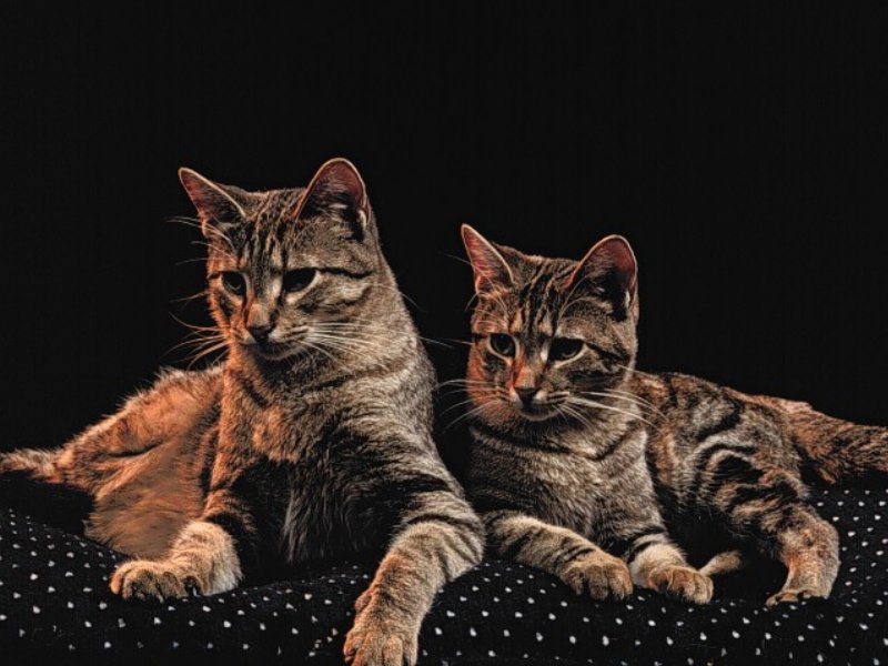 Sanatlar en ok KED sever - Kedi Resimleri (2. Katalog)
