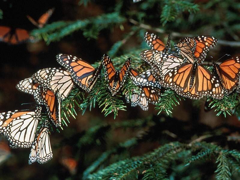 Kelebekler (Lepidoptera) - Kelebek Resimleri (1. Katalog)