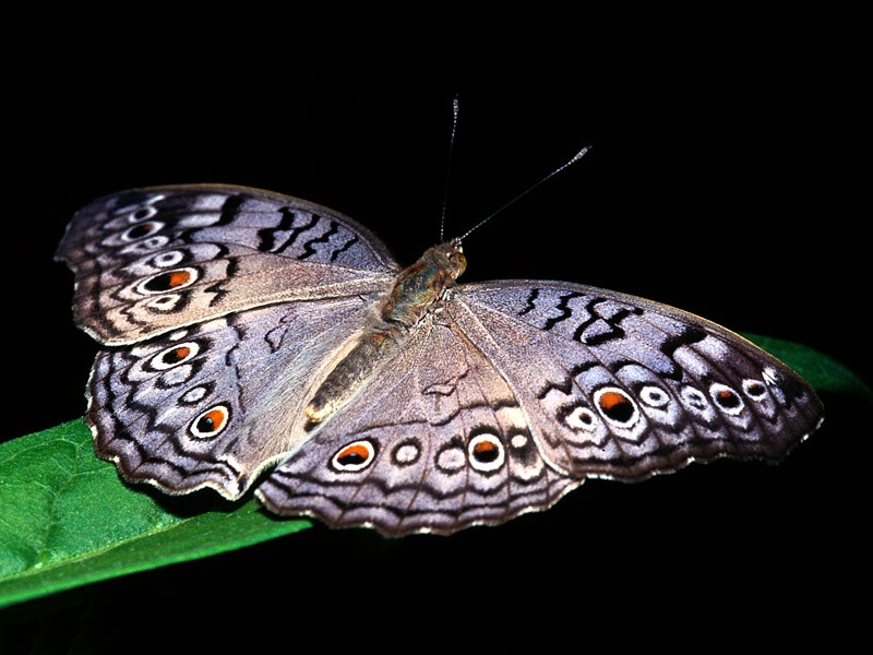 Kelebek Resimleri (2. Katalog)