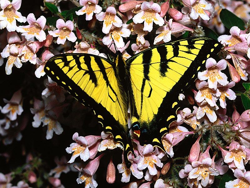 Kelebekler (Lepidoptera) - Kelebek Resimleri (1. Katalog)
