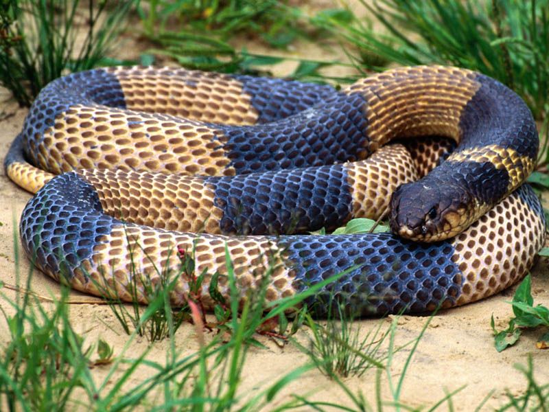 Очень красивая змея, не оставляет следа от укуса, яд смертельный